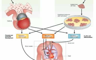 Donor Process Under the NIH DOCK8 Transplant Protocol
